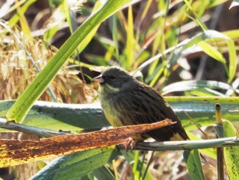 Masked Bunting 天拝山歴史自然公園 Sun, 11/20/2022