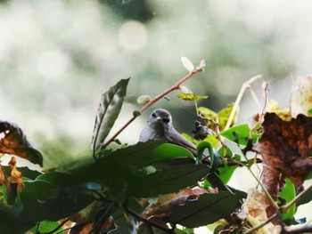 Japanese Bush Warbler 天拝山歴史自然公園 Sun, 11/20/2022