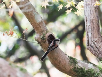 Long-tailed Tit 天拝山歴史自然公園 Sun, 11/20/2022