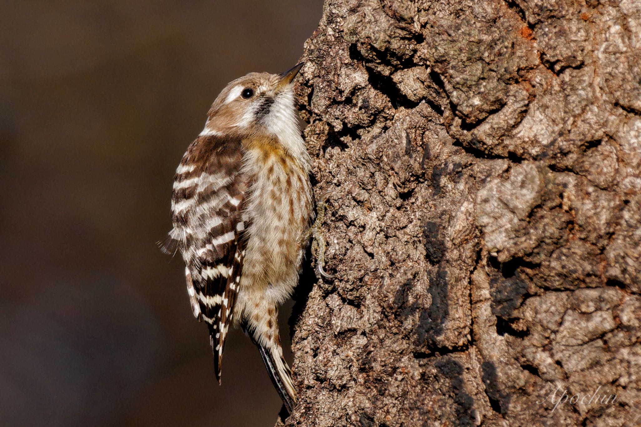 Japanese Pygmy Woodpecker