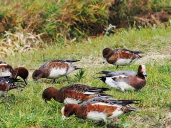 Eurasian Wigeon 福岡市西区 Thu, 11/17/2022