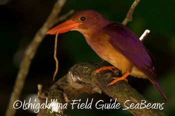 Ruddy Kingfisher(bangsi) Ishigaki Island Wed, 5/16/2018