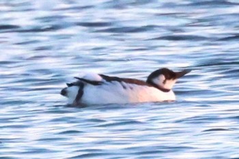 Common Murre 花咲港(根室) Sat, 2/24/2024