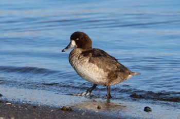 2024年2月24日(土) 花咲港(根室)の野鳥観察記録