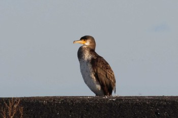 Japanese Cormorant 花咲港(根室) Sat, 2/24/2024