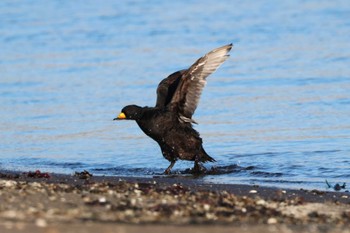 Black Scoter 花咲港(根室) Sat, 2/24/2024