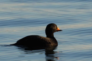 Black Scoter 花咲港(根室) Sat, 2/24/2024