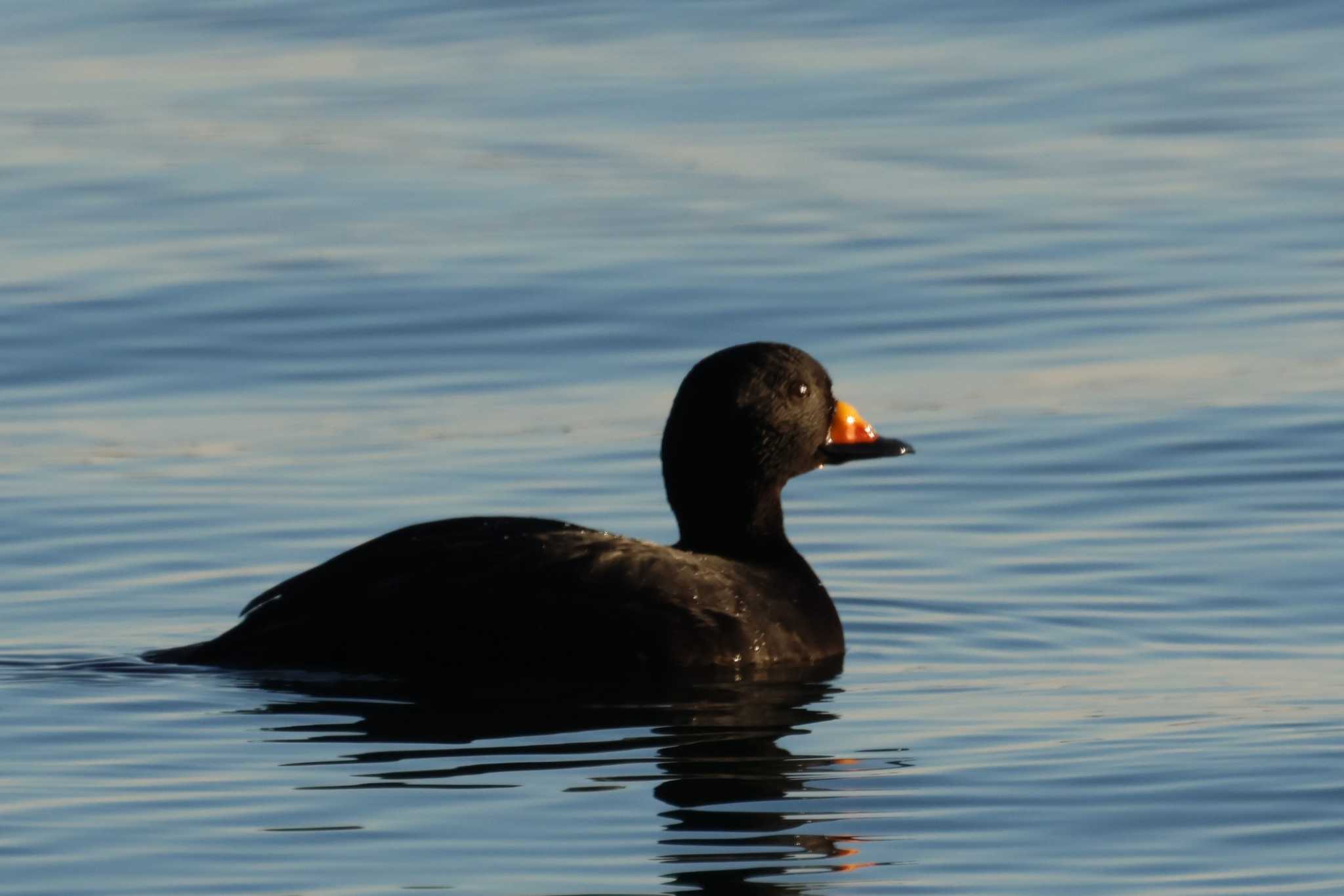 Photo of Black Scoter at 花咲港(根室) by ぼぼぼ