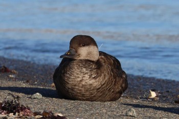 Black Scoter 花咲港(根室) Sat, 2/24/2024