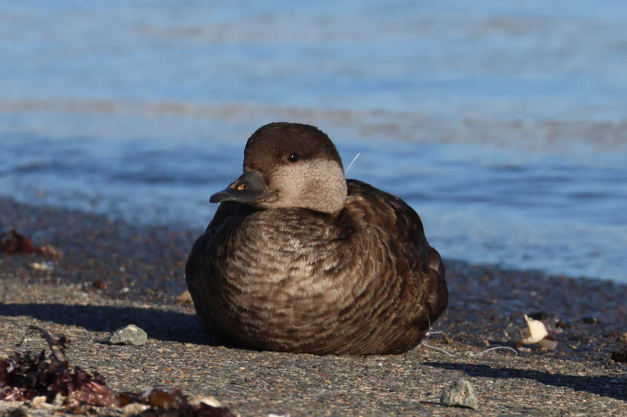 Black Scoter