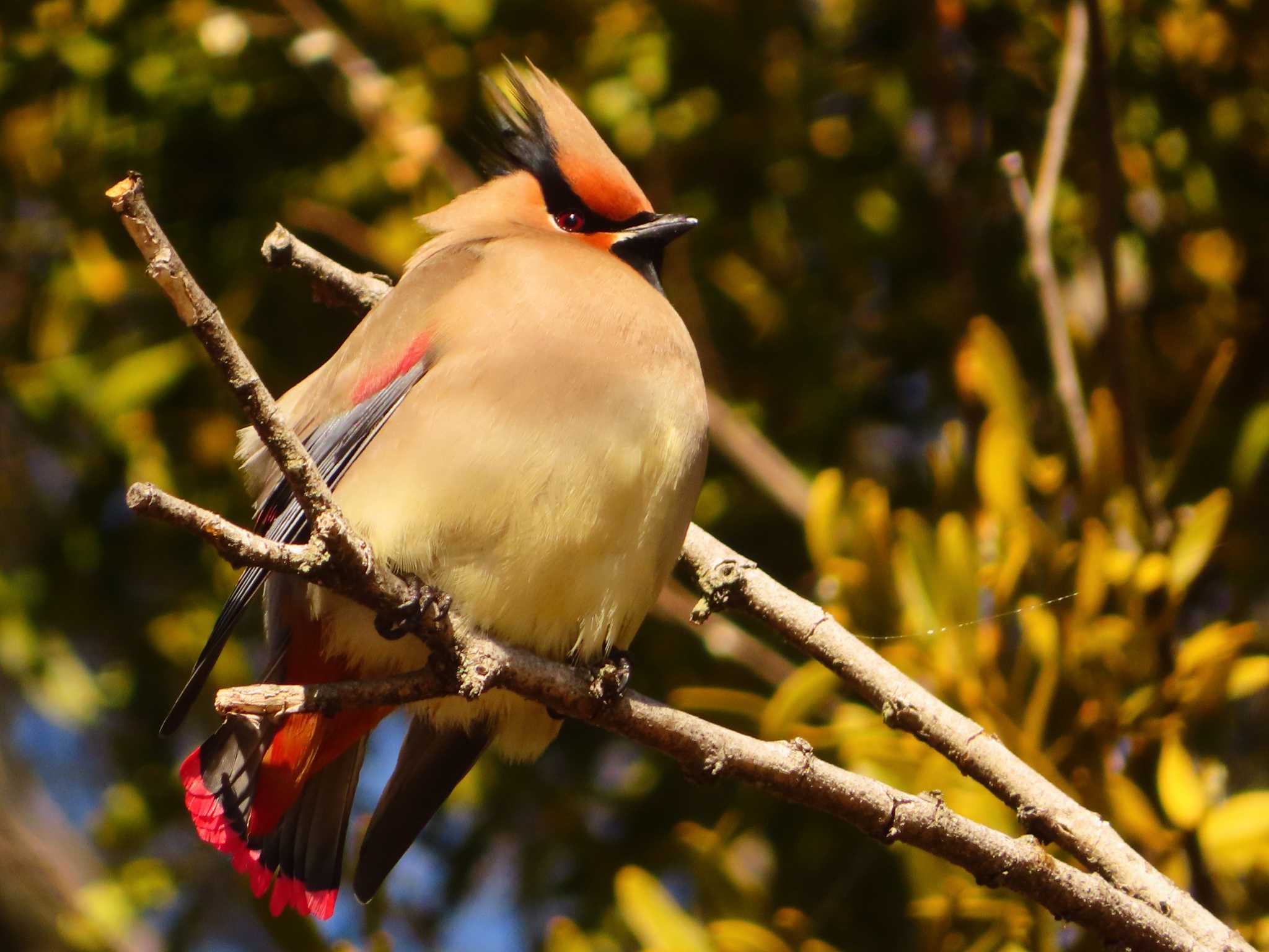 Japanese Waxwing