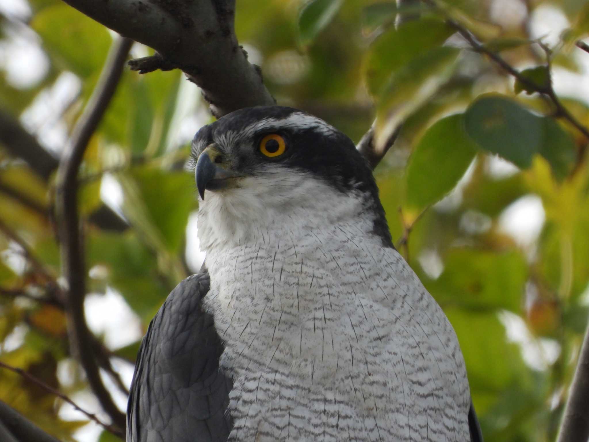 Eurasian Goshawk