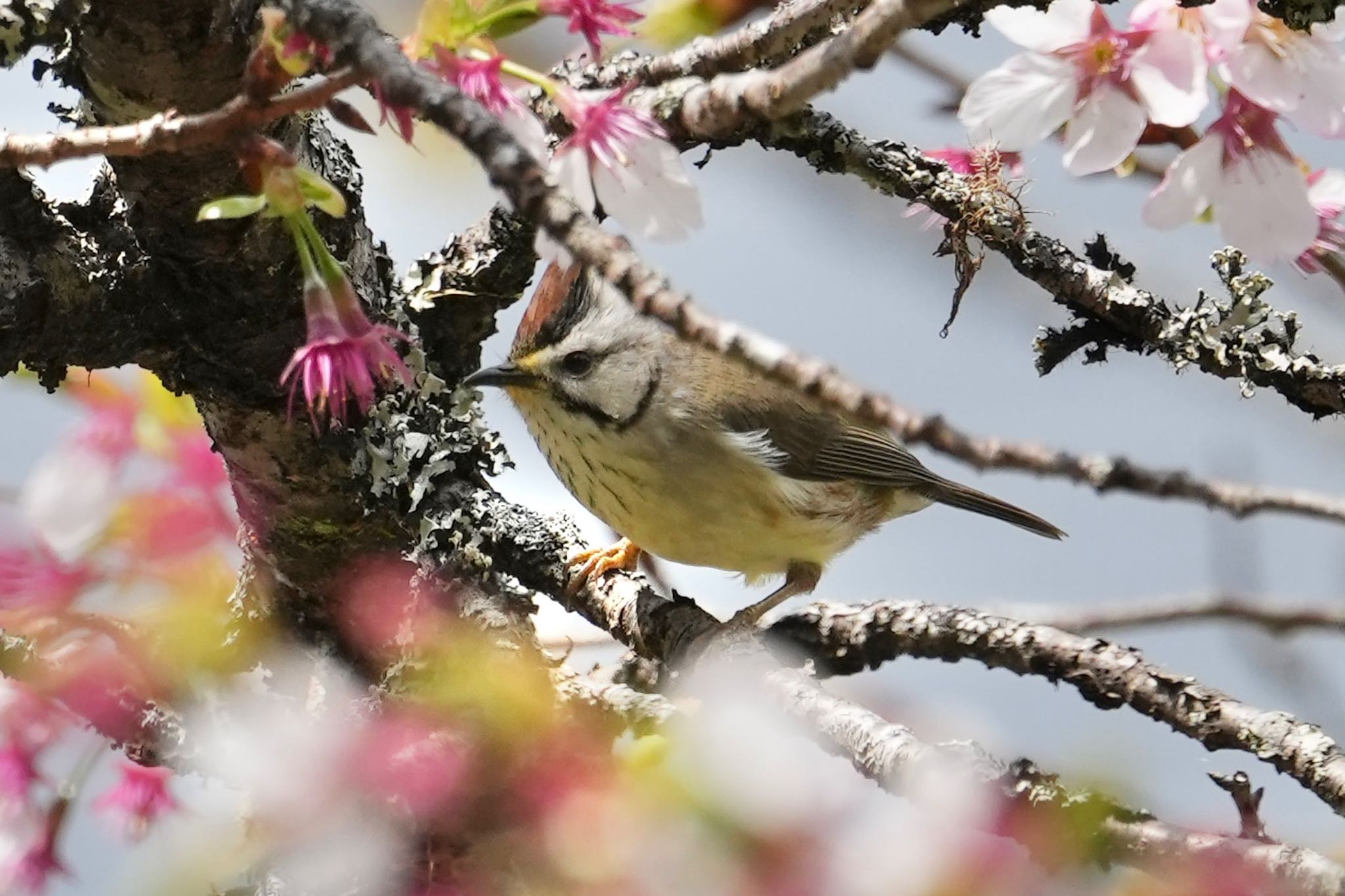 Taiwan Yuhina