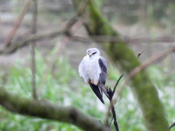 Black-winged Kite 関渡自然公園 Thu, 3/7/2024