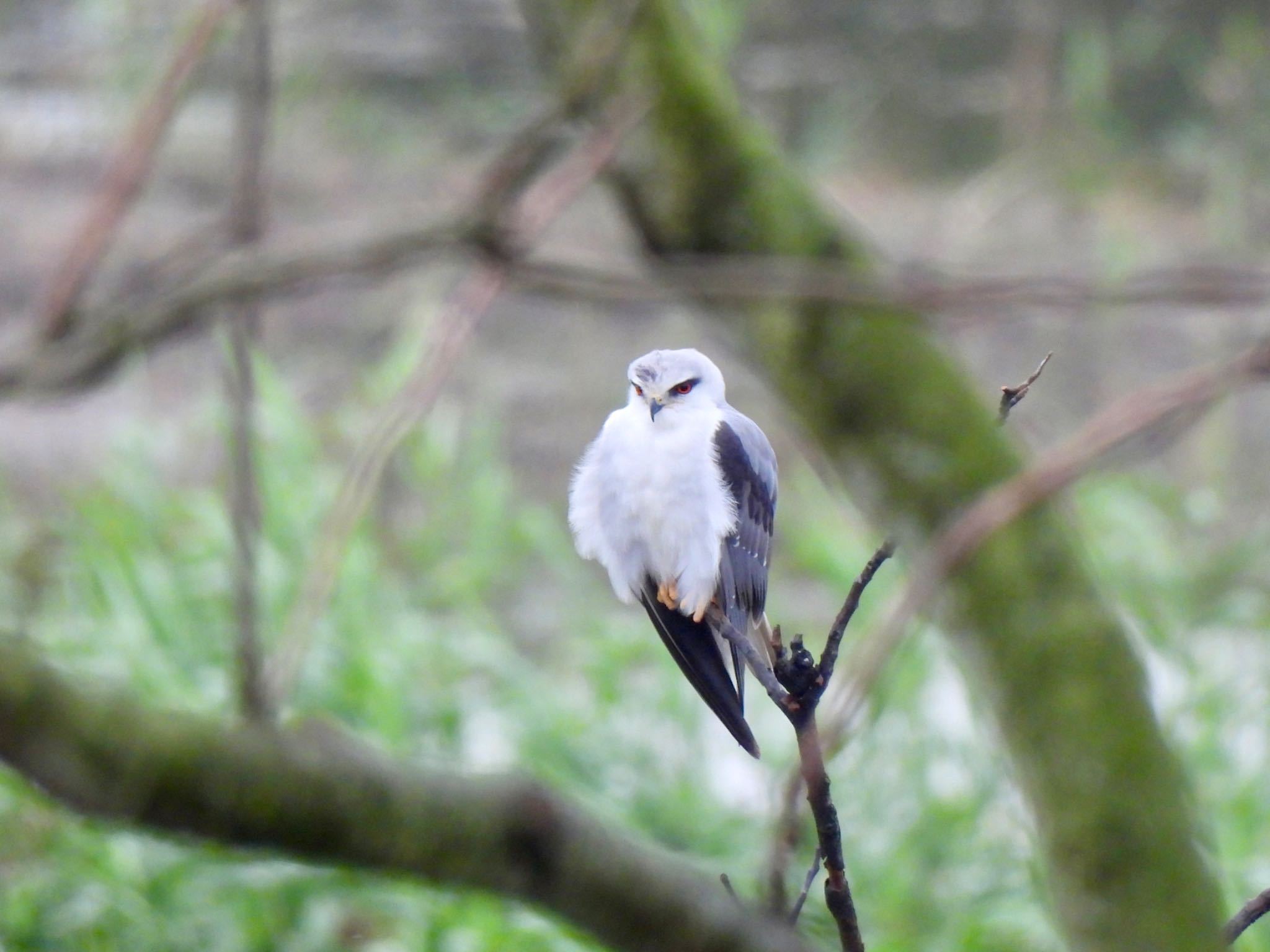 Black-winged Kite