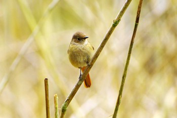 Daurian Redstart 神奈川県自然環境保全センター Thu, 3/7/2024