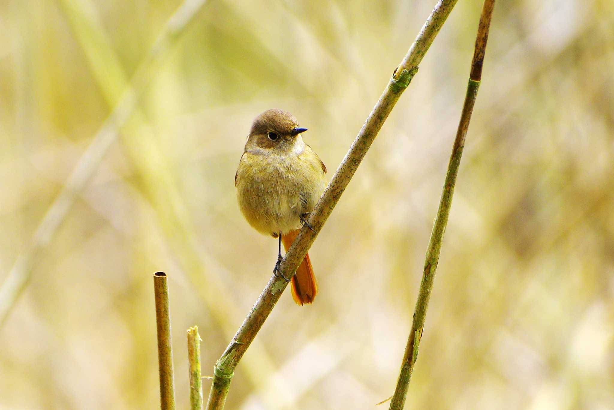 Daurian Redstart