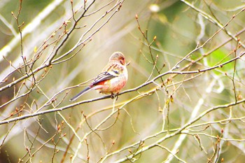 Siberian Long-tailed Rosefinch 神奈川県自然環境保全センター Thu, 3/7/2024