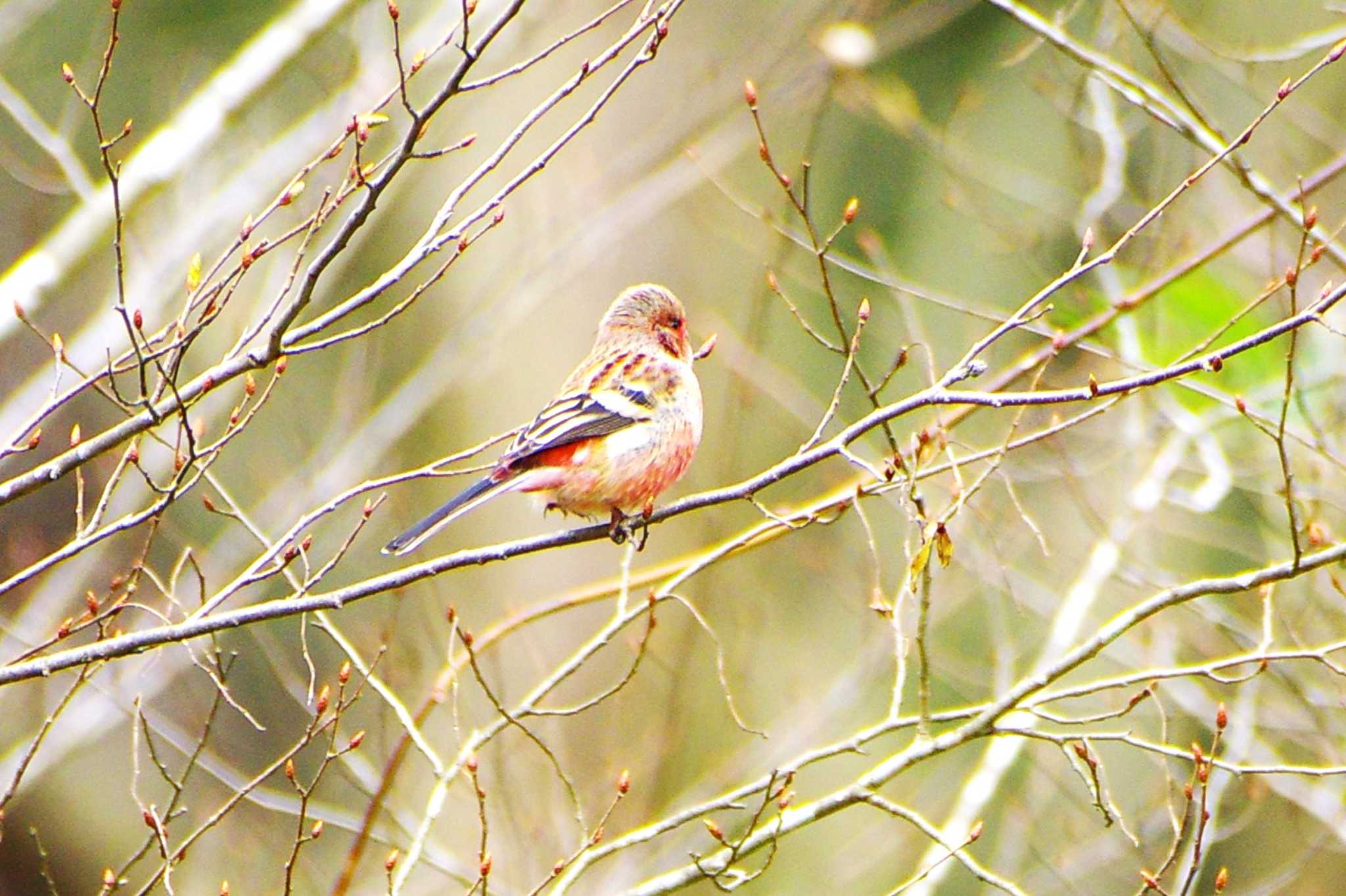 Photo of Siberian Long-tailed Rosefinch at 神奈川県自然環境保全センター by BW11558