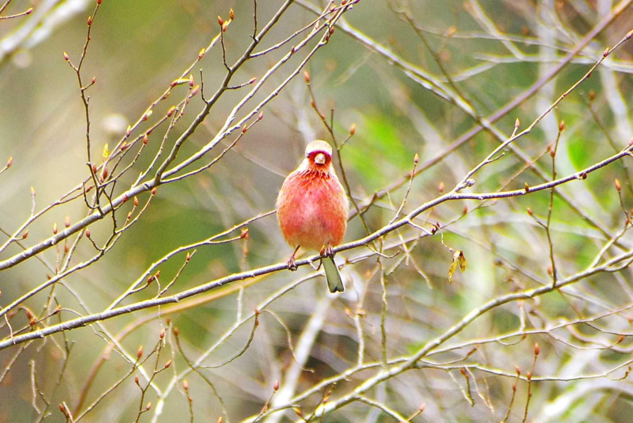 Photo of Siberian Long-tailed Rosefinch at 神奈川県自然環境保全センター by BW11558