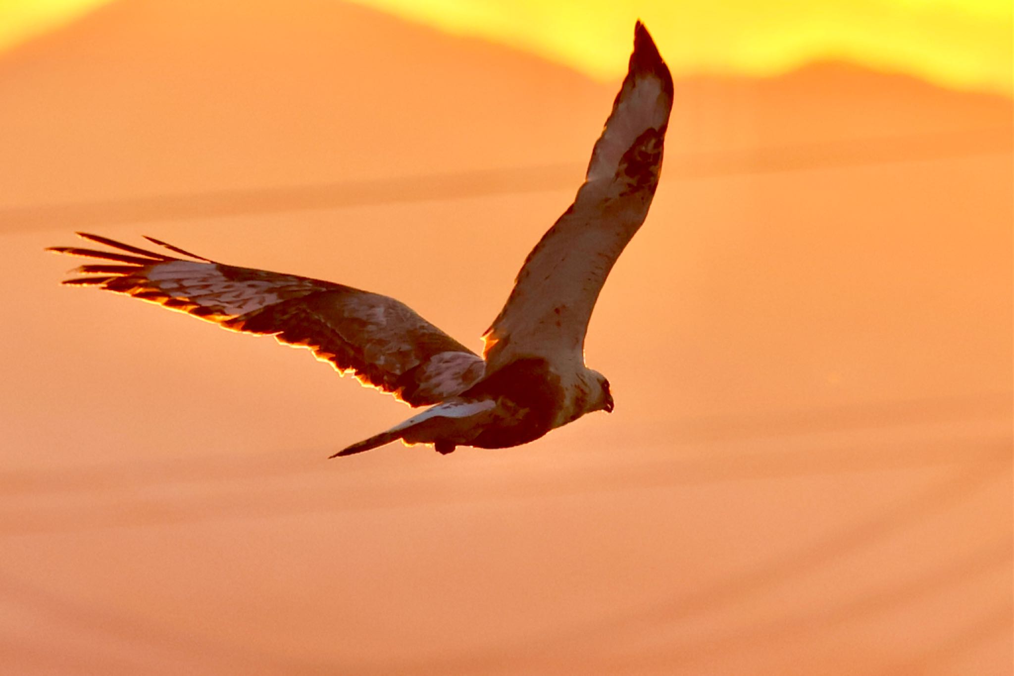 Rough-legged Buzzard