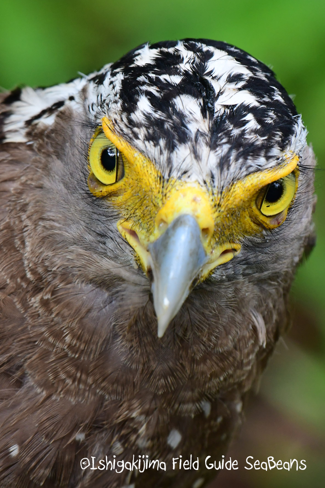 Photo of Crested Serpent Eagle at Ishigaki Island by 石垣島バードウオッチングガイドSeaBeans