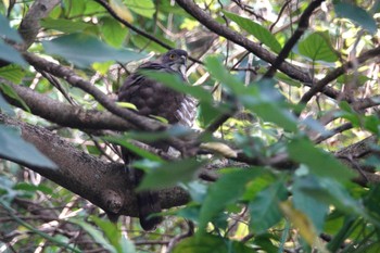 カンムリオオタカ 台北植物園 2024年1月19日(金)