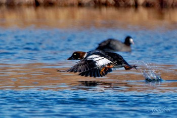 Common Goldeneye 荒川自然観察テラス Sun, 2/11/2024