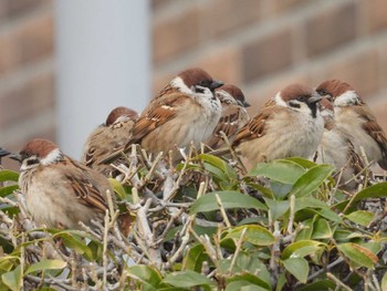 Eurasian Tree Sparrow 近所 Fri, 3/1/2024