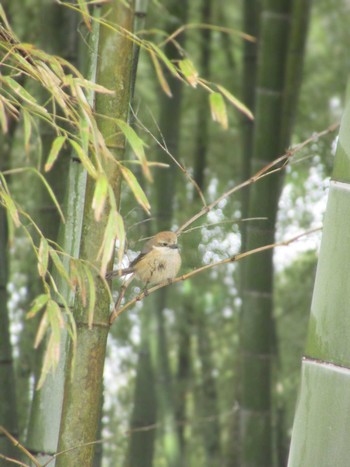 Bull-headed Shrike 神奈川県横浜市 Fri, 3/8/2024