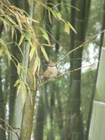 Bull-headed Shrike 神奈川県横浜市 Fri, 3/8/2024