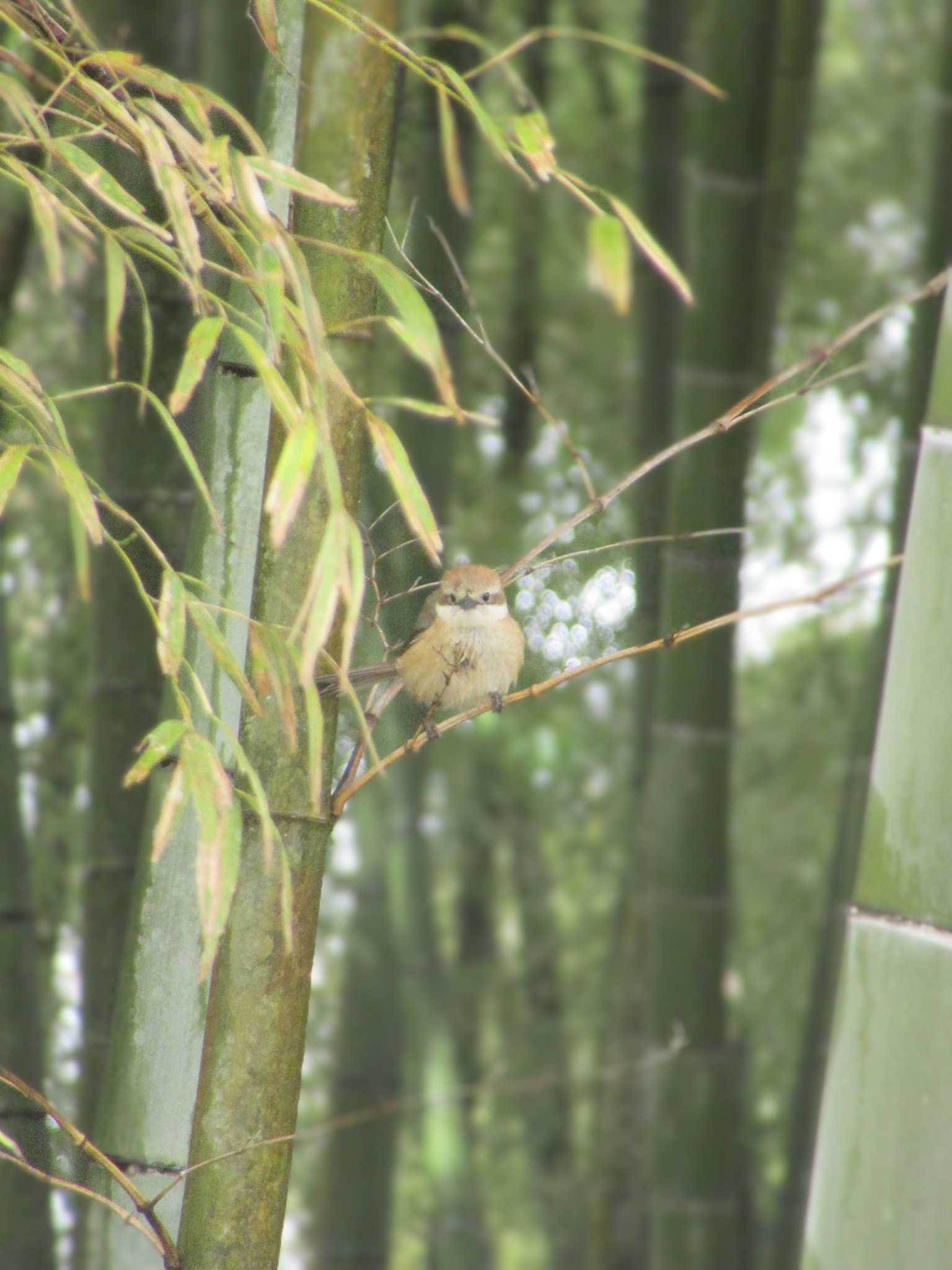 Bull-headed Shrike