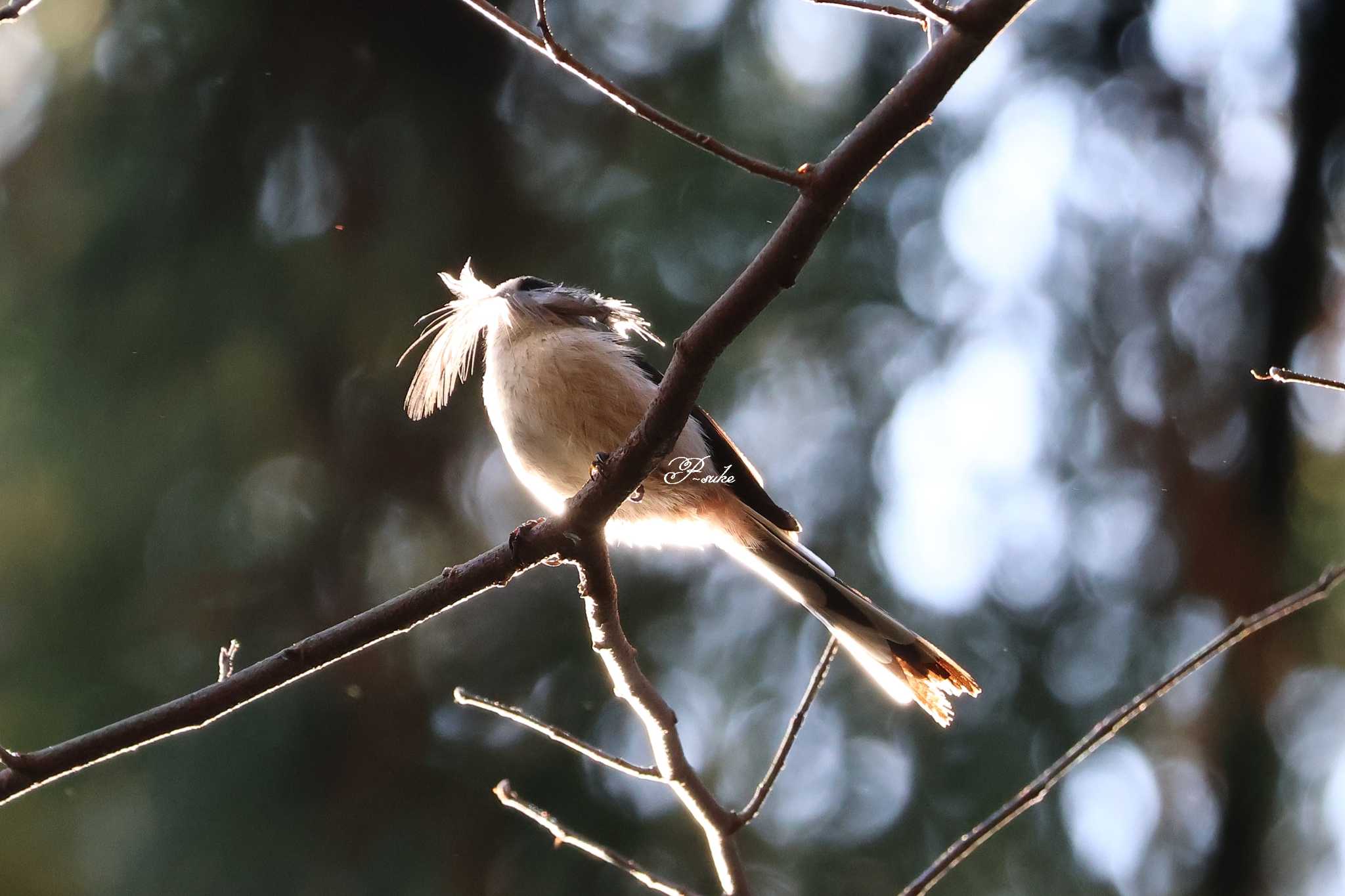 大麻生野鳥の森公園 エナガの写真 by ピースケ