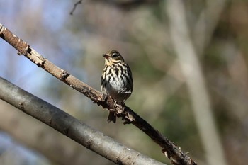 ビンズイ 秋ヶ瀬公園 2024年3月2日(土)