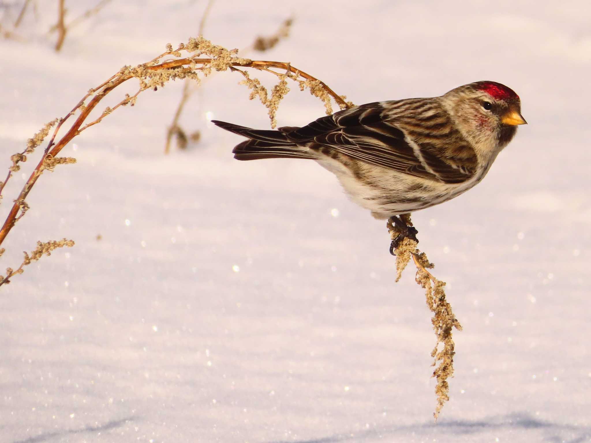 Common Redpoll