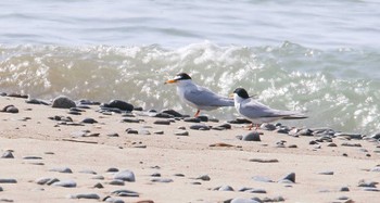 2023年6月13日(火) 根上海岸の野鳥観察記録