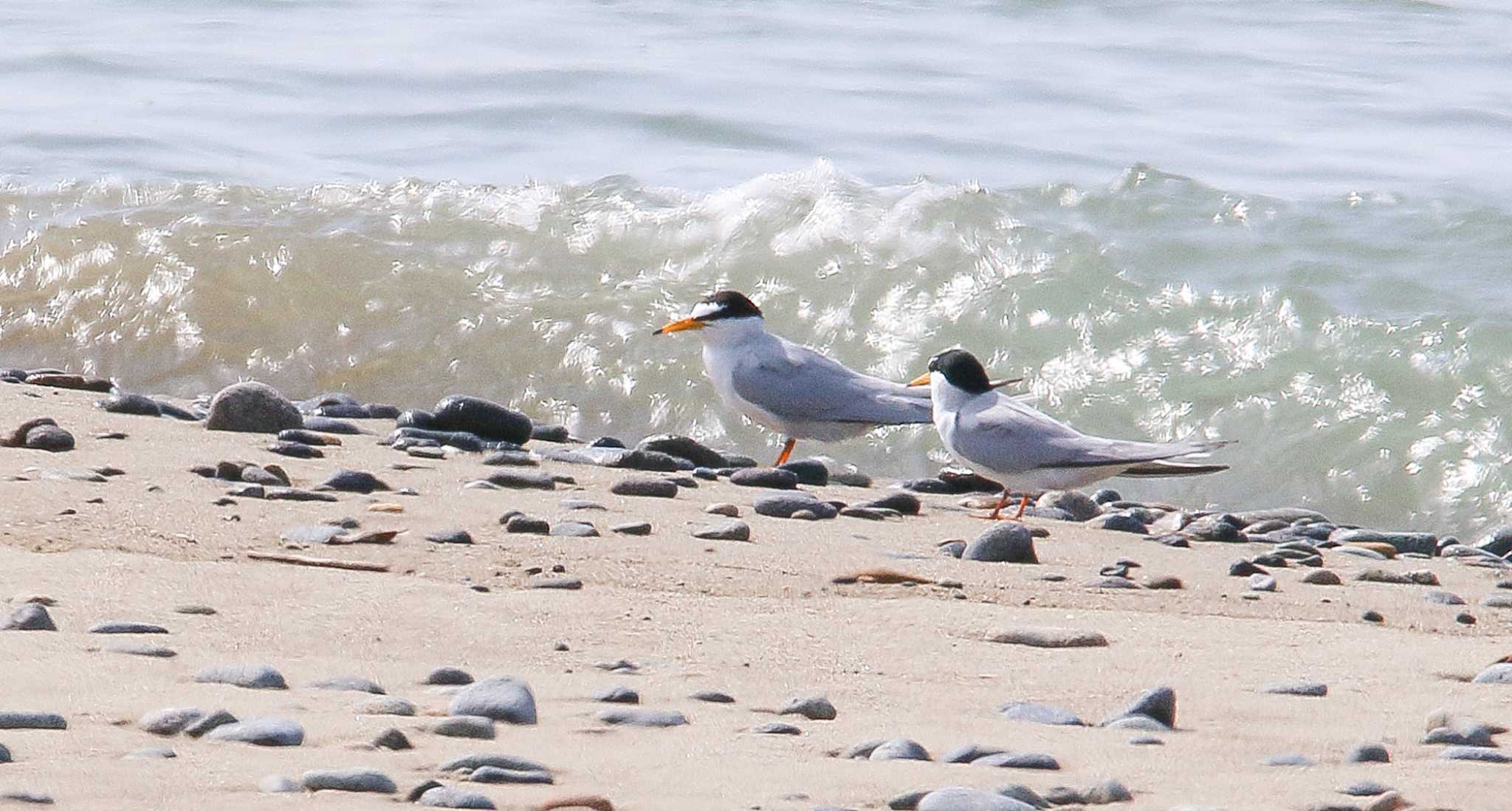 根上海岸 コアジサシの写真 by bluebird