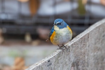 Red-flanked Bluetail 善福寺公園 Thu, 3/7/2024