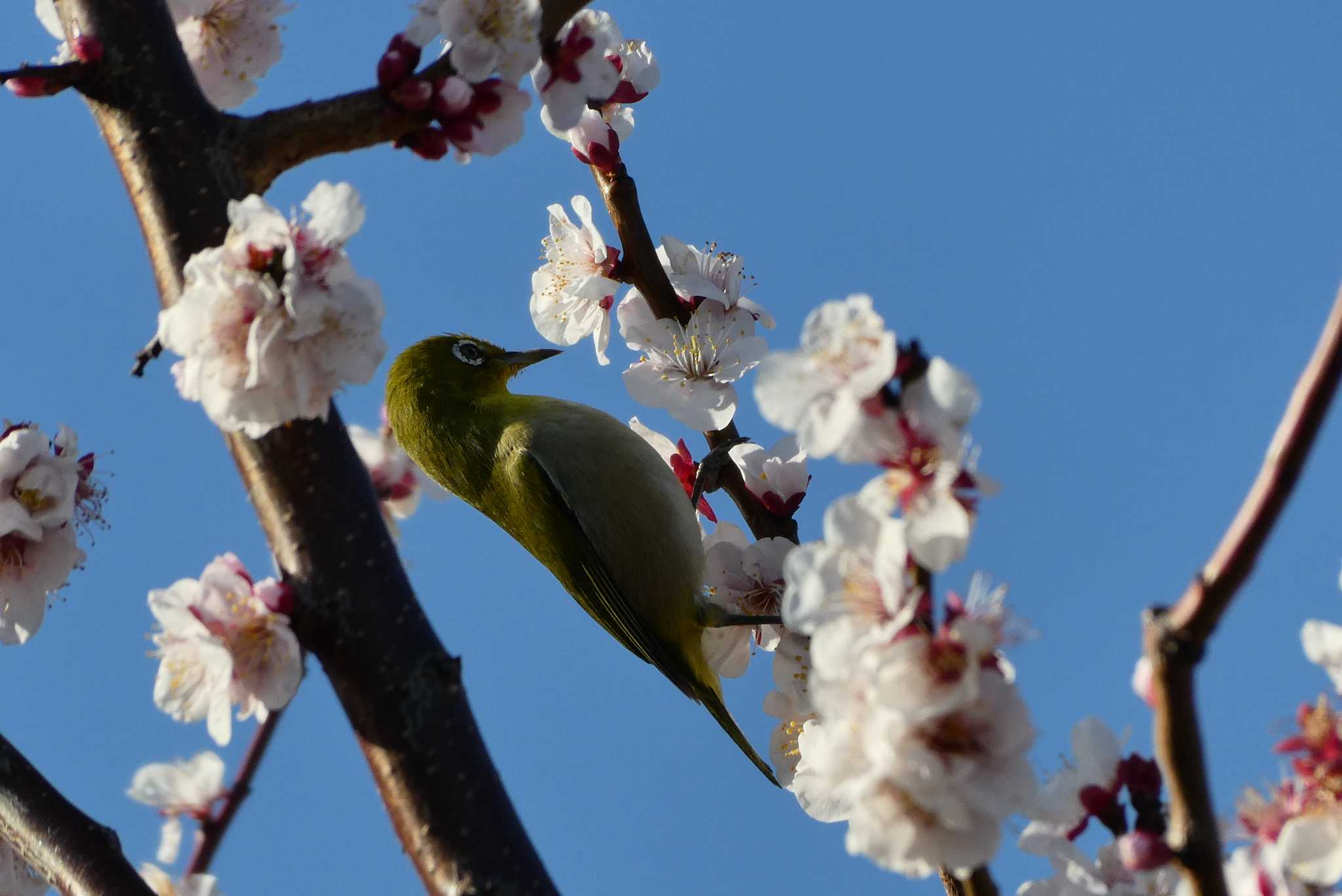 Photo of Warbling White-eye at 東京都北区 by Kirin-Kita