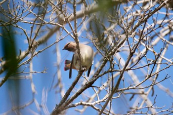 Japanese Waxwing Unknown Spots Wed, 2/28/2024