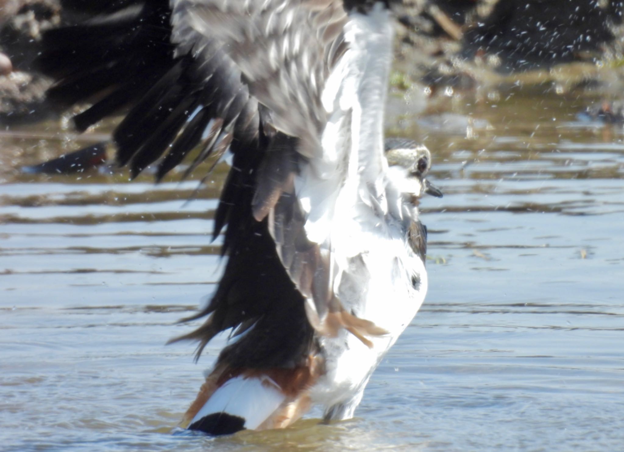 Northern Lapwing