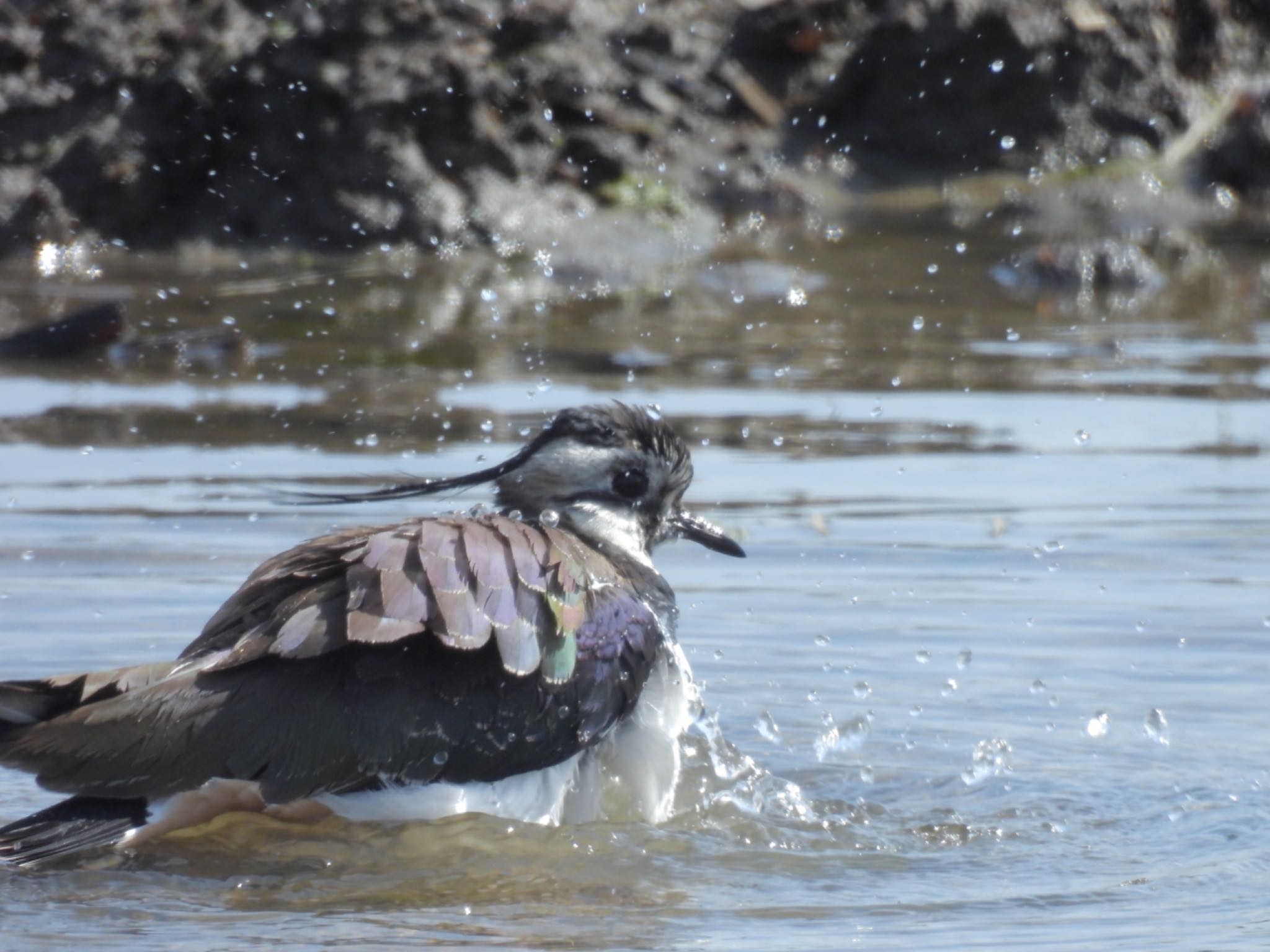 Northern Lapwing