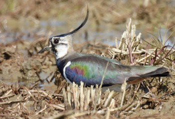 Northern Lapwing 愛知県愛西市立田町 Sun, 3/3/2024