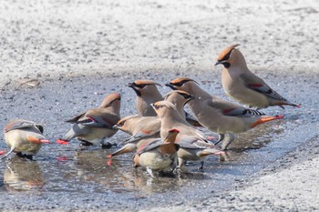 Japanese Waxwing 島田川河口(山口県) Fri, 3/8/2024