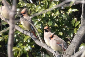 Japanese Waxwing 島田川河口(山口県) Fri, 3/8/2024