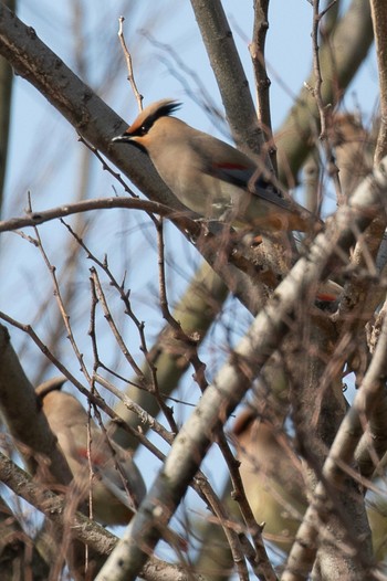 Japanese Waxwing 島田川河口(山口県) Fri, 3/8/2024