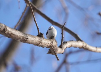 Long-tailed tit(japonicus) Makomanai Park Fri, 3/8/2024