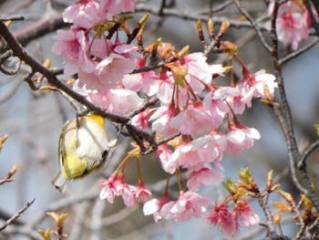 メジロ 小田原城址公園(小田原城) 2024年3月2日(土)