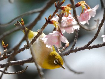 Warbling White-eye 小田原城址公園(小田原城) Sat, 3/2/2024