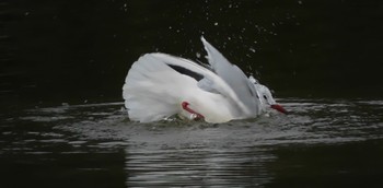 Black-headed Gull 小田原城址公園(小田原城) Sat, 3/2/2024